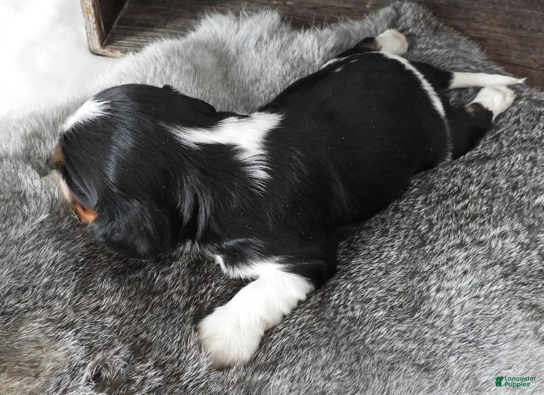 Cavalier King Charles Spaniel dogs for sale: Cavalier King Charles Spaniel Puppy 3 - Ad 4