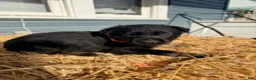 German Shepherd dogs for sale: Orange Collar  - Ad 1