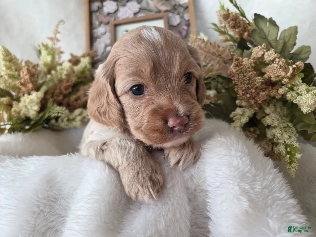 Cockapoo dogs for sale: Cockapoo Puppy 1 - Ad 2