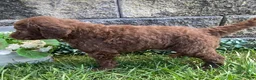 Standard Poodle dogs for sale: Tanner- genetic clear - Ad 3