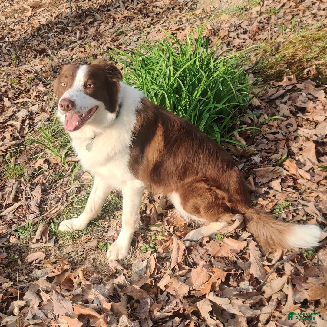 Border Collie dogs for sale: Bluto - Ad 7