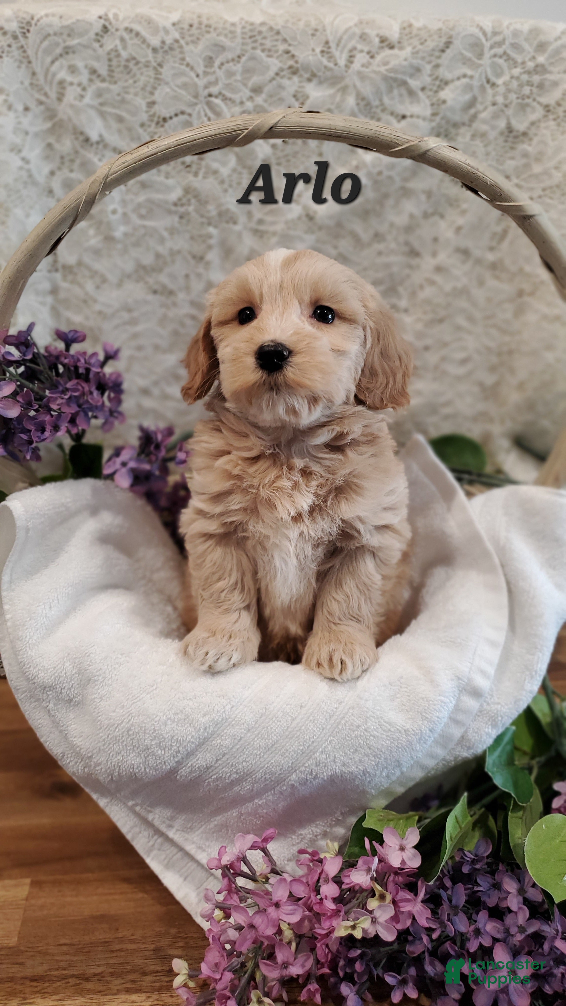 Mixed Breed dogs Arlo - Ad 18