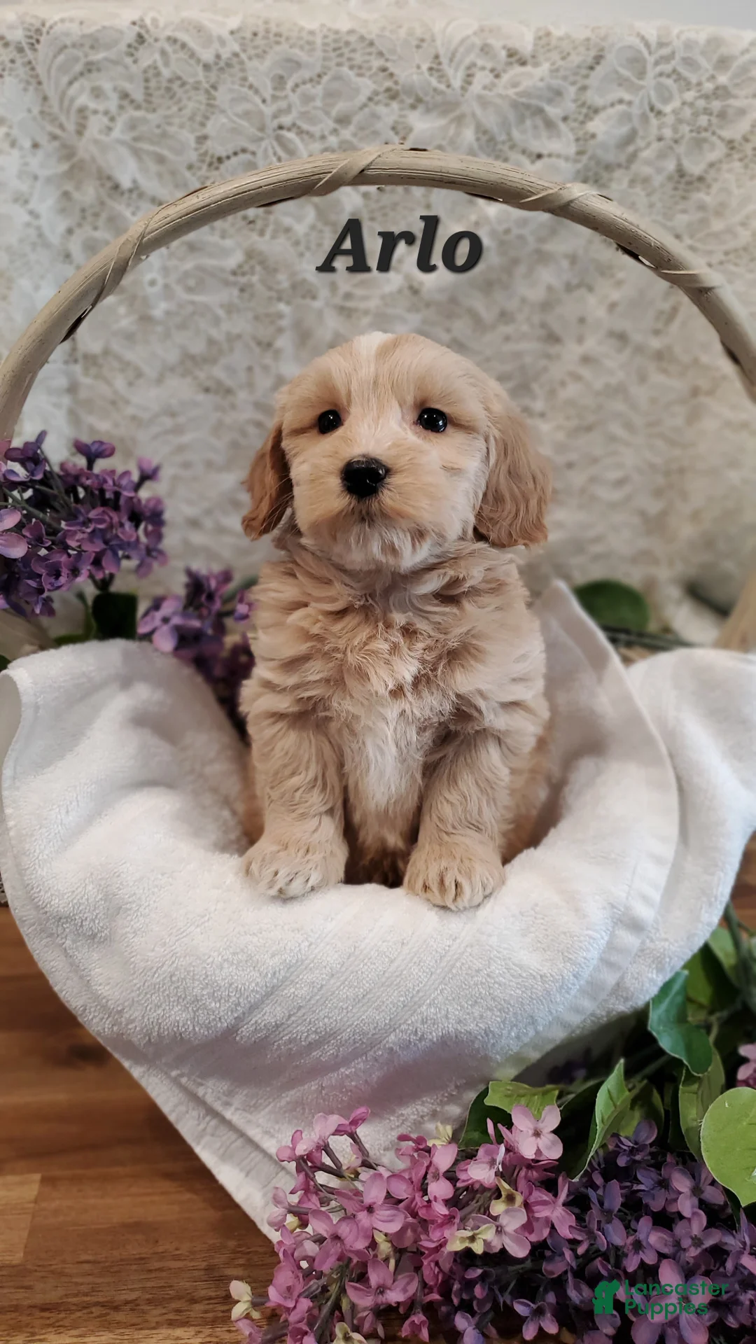 Mixed Breed dogs for sale: Arlo - Ad 1