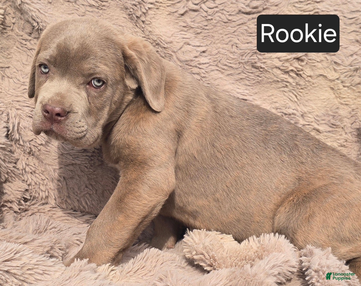 Cane Corso dogs Rookie - Ad 2