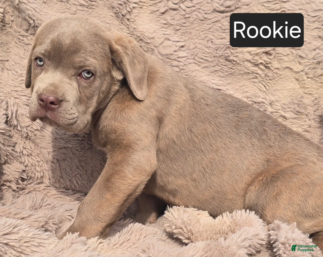 Cane Corso dogs for sale: Rookie - Ad 2