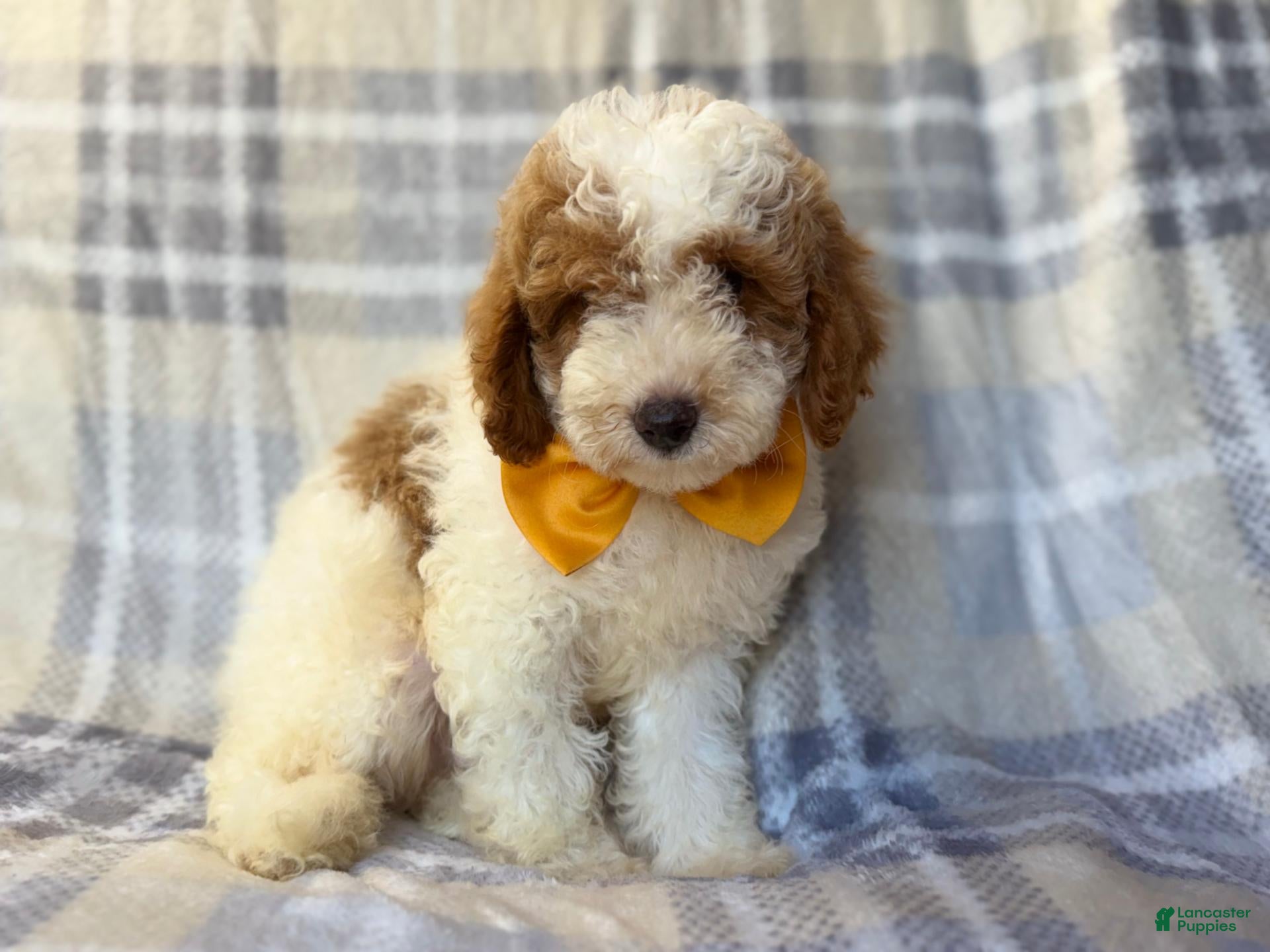 Cavapoo dogs Sarge - Ad 6