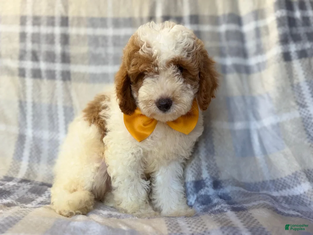 Cavapoo dogs for sale: Sarge - Ad 1