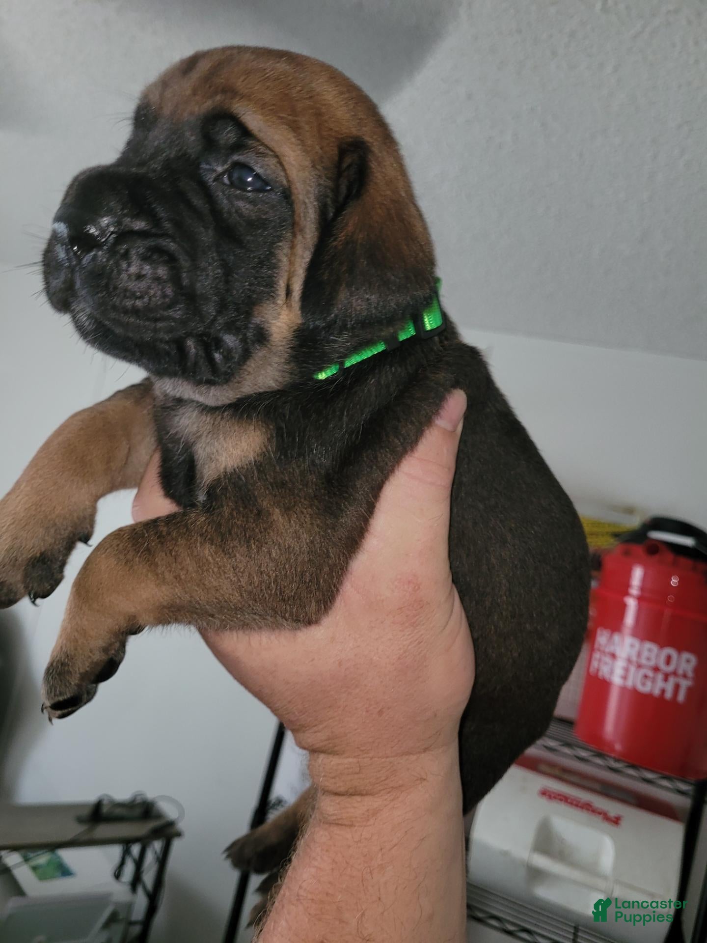 Mixed Breed dogs for sale: Mixed Breed 1 - Ad 4