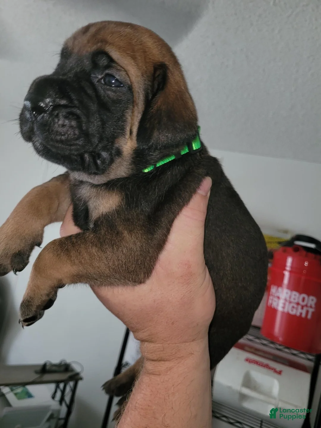 Mixed Breed dogs for sale: Mixed Breed 1 - Ad 1