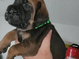 Mixed Breed dogs Mixed Breed 1 - Ad 33