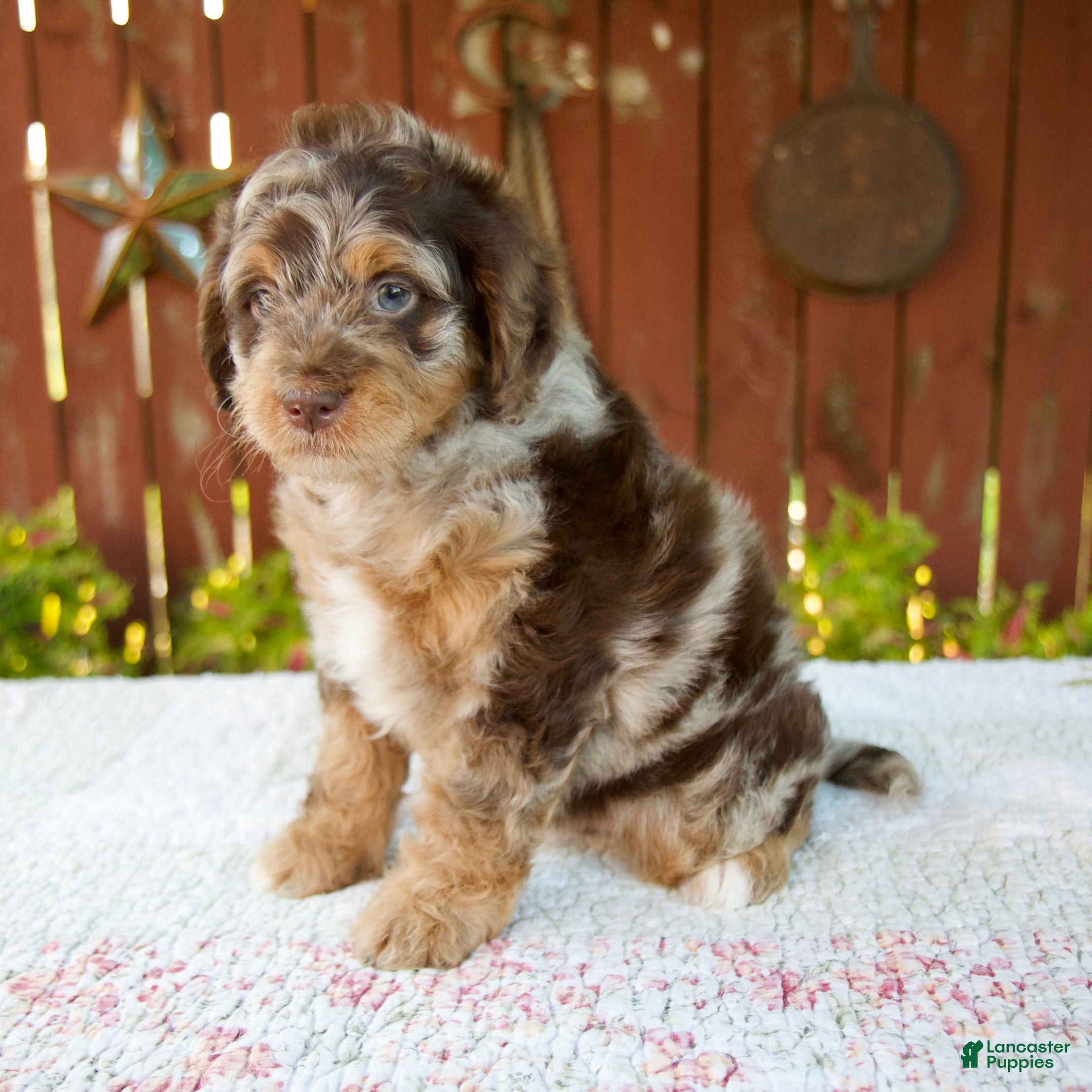 Mini Bernedoodle dogs Neil - Ad 2
