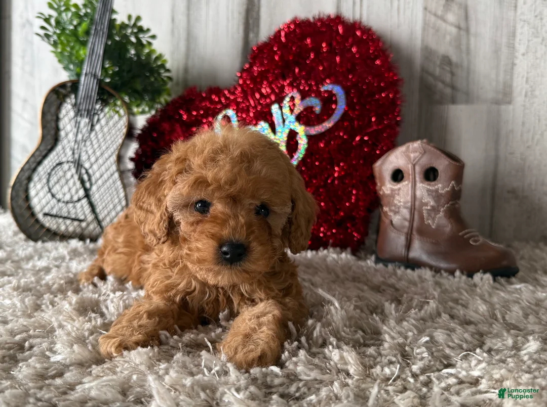 Toy Poodle dogs for sale: Viggo - Ad 1