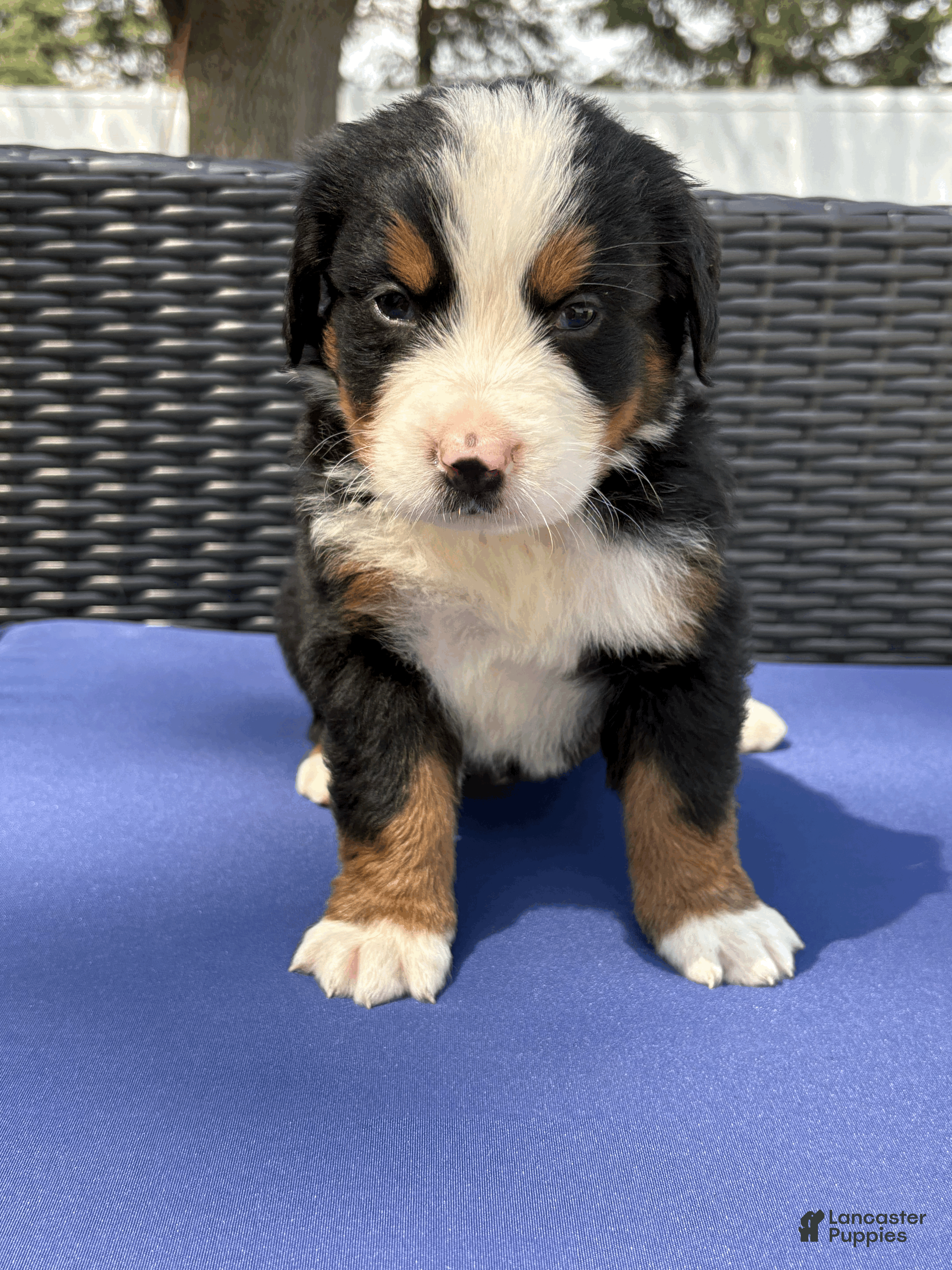 Bernese Mountain Dog dogs Shamrock  - Ad 1