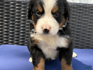Bernese Mountain Dog dogs for sale: Shamrock - Ad 3