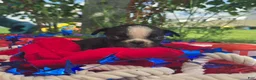 Olde English Bulldogge dogs for sale: Jessie - Ad 8