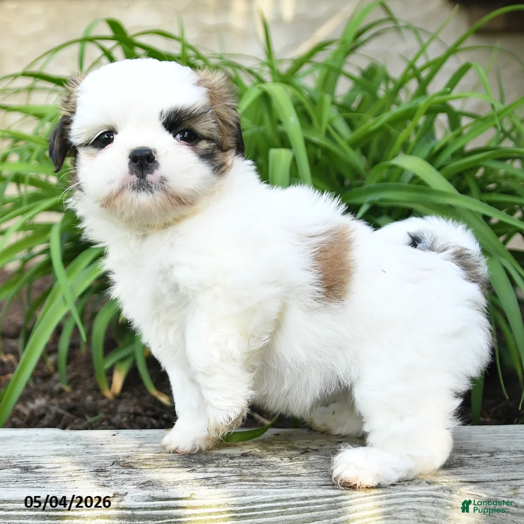 Shih Tzu dogs for sale: Harmony - Ad 2