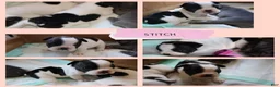 French Bulldog dogs for sale: Stitch - Ad 3