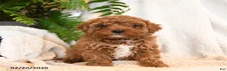 Cavapoo dogs for sale: Ollie - Ad 4