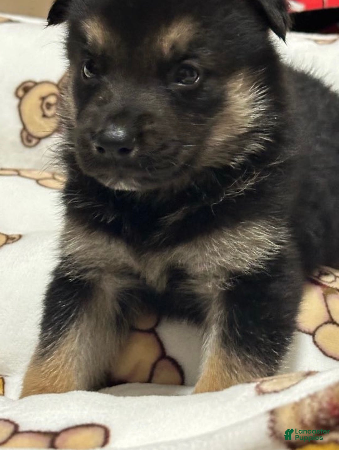 Gerberian Shepsky dogs for sale: Gerberian Shepsky Puppy 1 - Ad 5