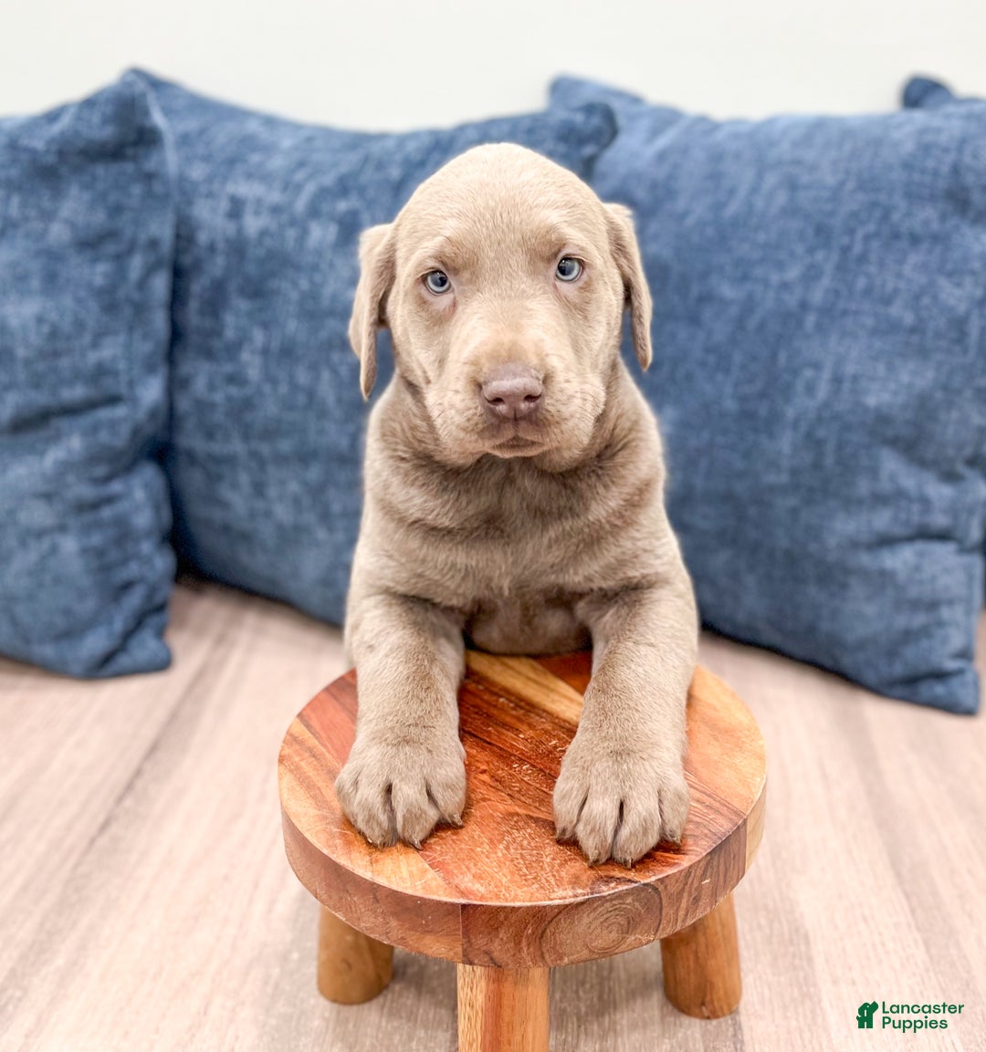 Labrador Retriever dogs for sale: Athena - Ad 2