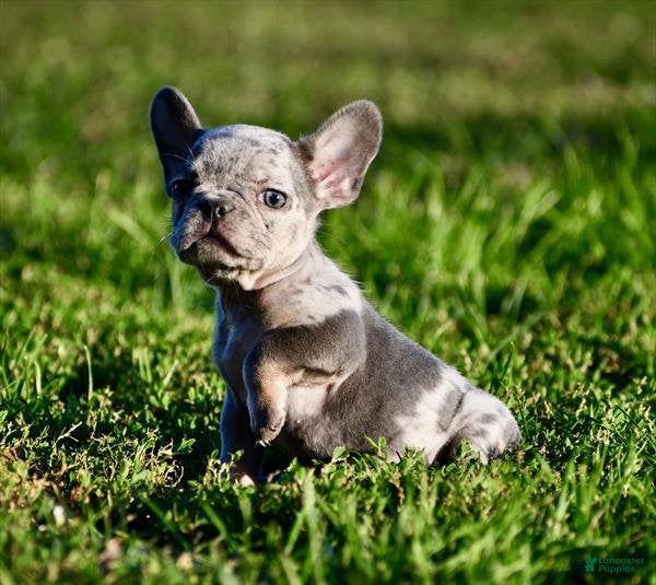French Bulldog dogs Meet Frankie! French Bulldog Puppy  - Ad 21