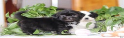 Shih Tzu dogs for sale: Emery - Ad 6