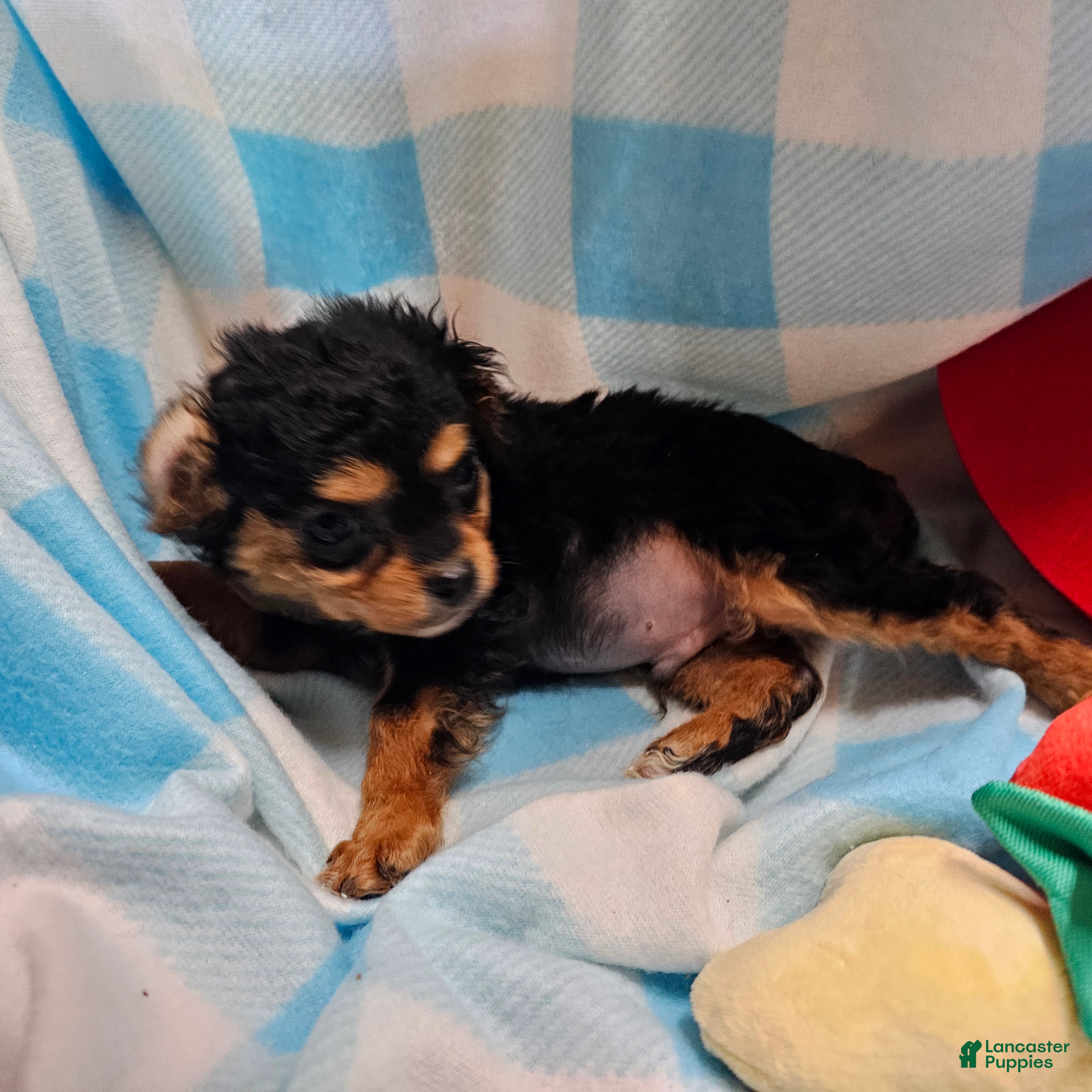 Cavapoo dogs LE'MON - Ad 2