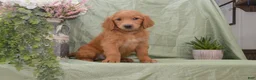Goldendoodle dogs for sale: Branson - Ad 4
