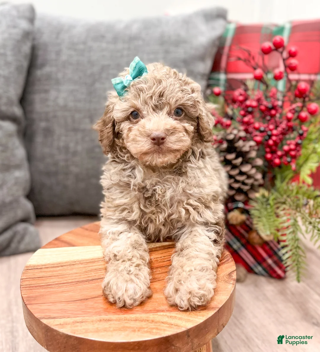 Miniature Poodle dogs for sale: Marla - Ad 2