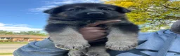 German Shepherd dogs for sale: German Shepherd Puppy 2 - Ad 7