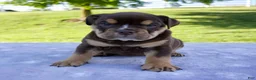 Beabull dogs for sale: Sheila - Ad 6