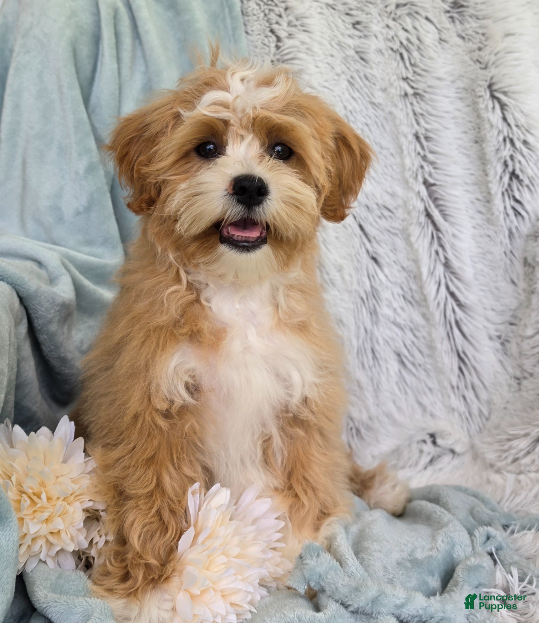 Shihpoo dogs Hudson - Ad 1