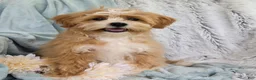 Shihpoo dogs for sale: Hudson - Ad 1