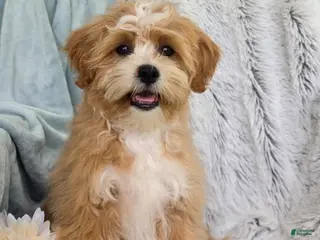 Shihpoo dogs for sale: Hudson - Ad 4