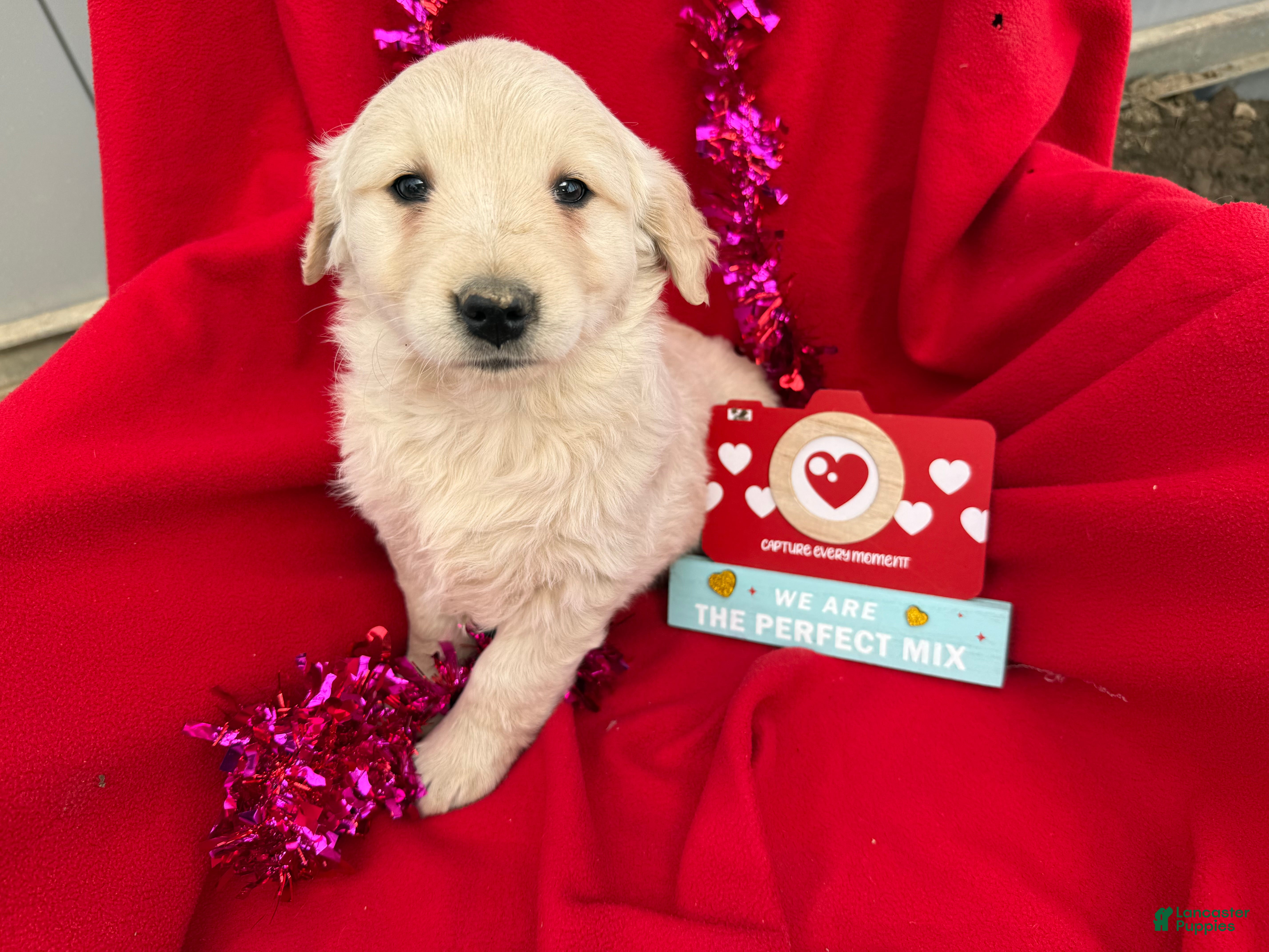 Golden Retriever dogs Lilly - Ad 2