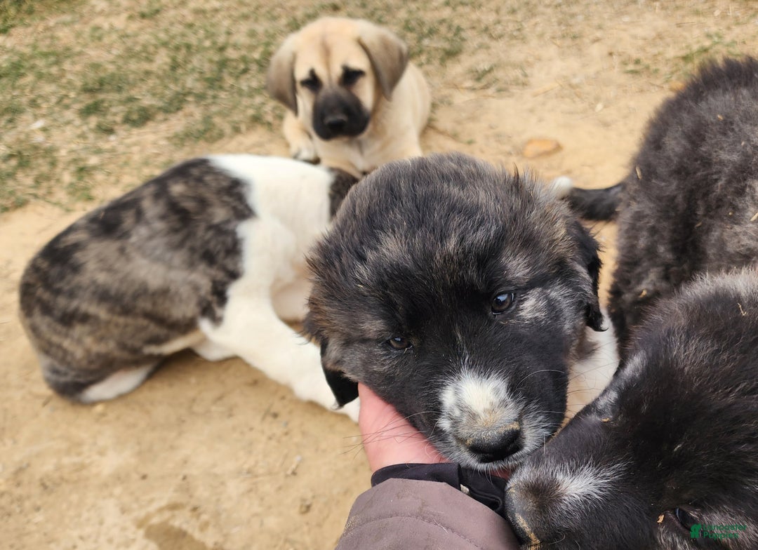 Anatolian Shepherd dogs for sale: Zena 2025 F1 ASD puppy - Ad 25