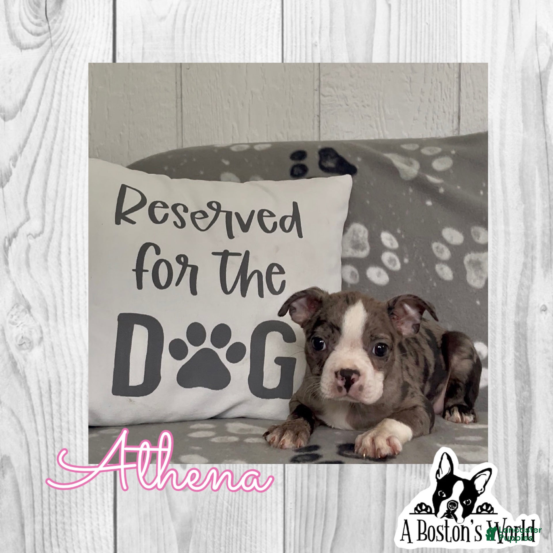 Boston Terrier dogs Athena - Ad 1