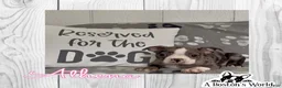 Boston Terrier dogs for sale: Athena - Ad 1