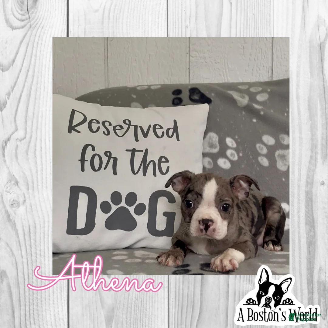 Boston Terrier dogs for sale: Athena - Ad 1