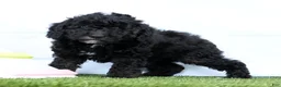 Miniature Poodle dogs for sale: Nero - Ad 4