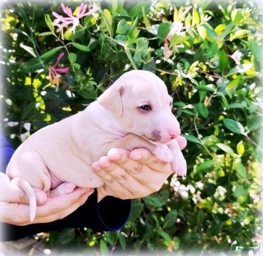 Italian Greyhound dogs Zara - Ad 1