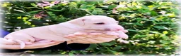 Italian Greyhound dogs for sale: Zara - Ad 1