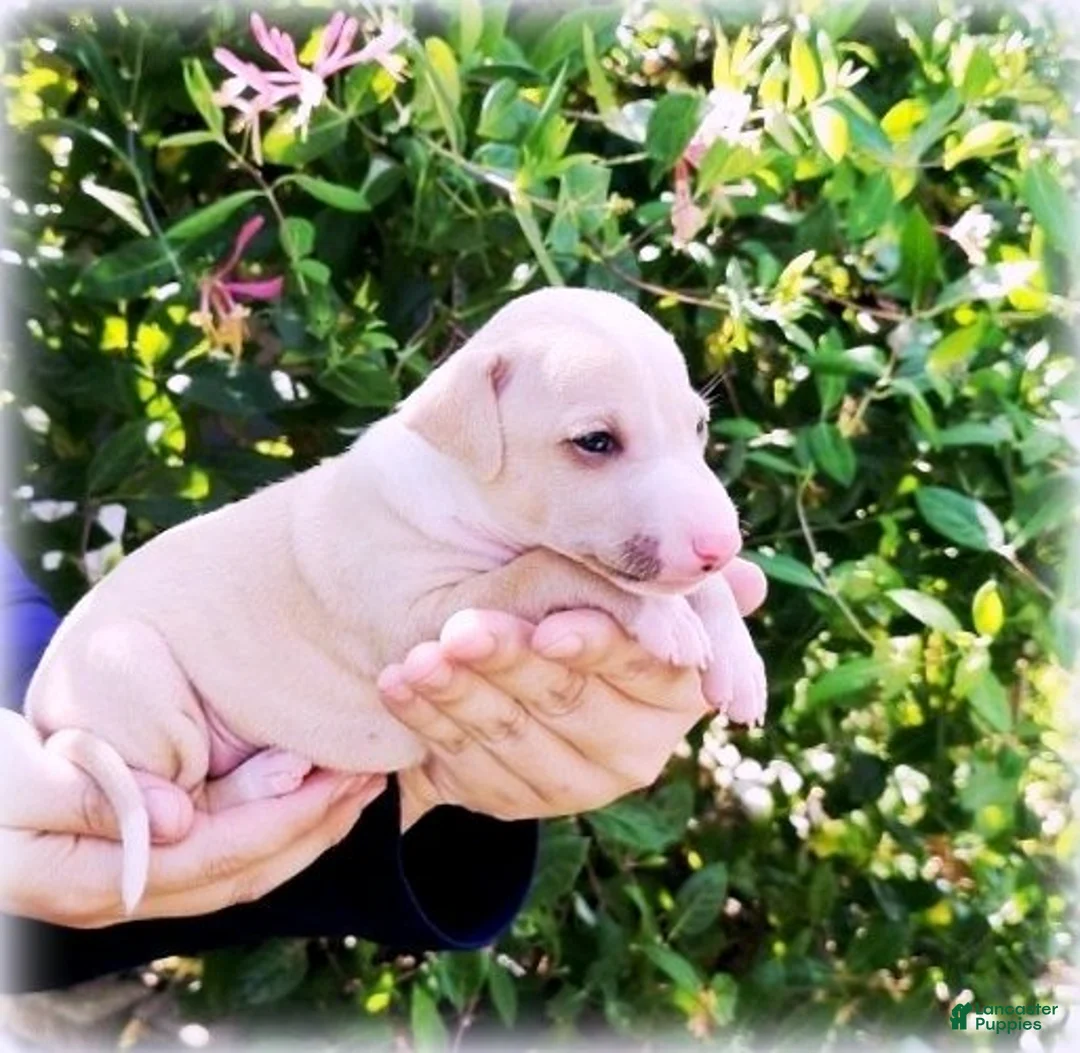 Italian Greyhound dogs for sale: Zara - Ad 1