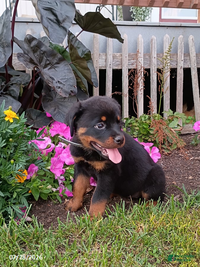 Rottweiler dogs Darla - Ad 2