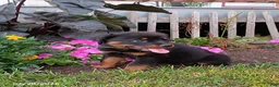 Rottweiler dogs for sale: Darla - Ad 2