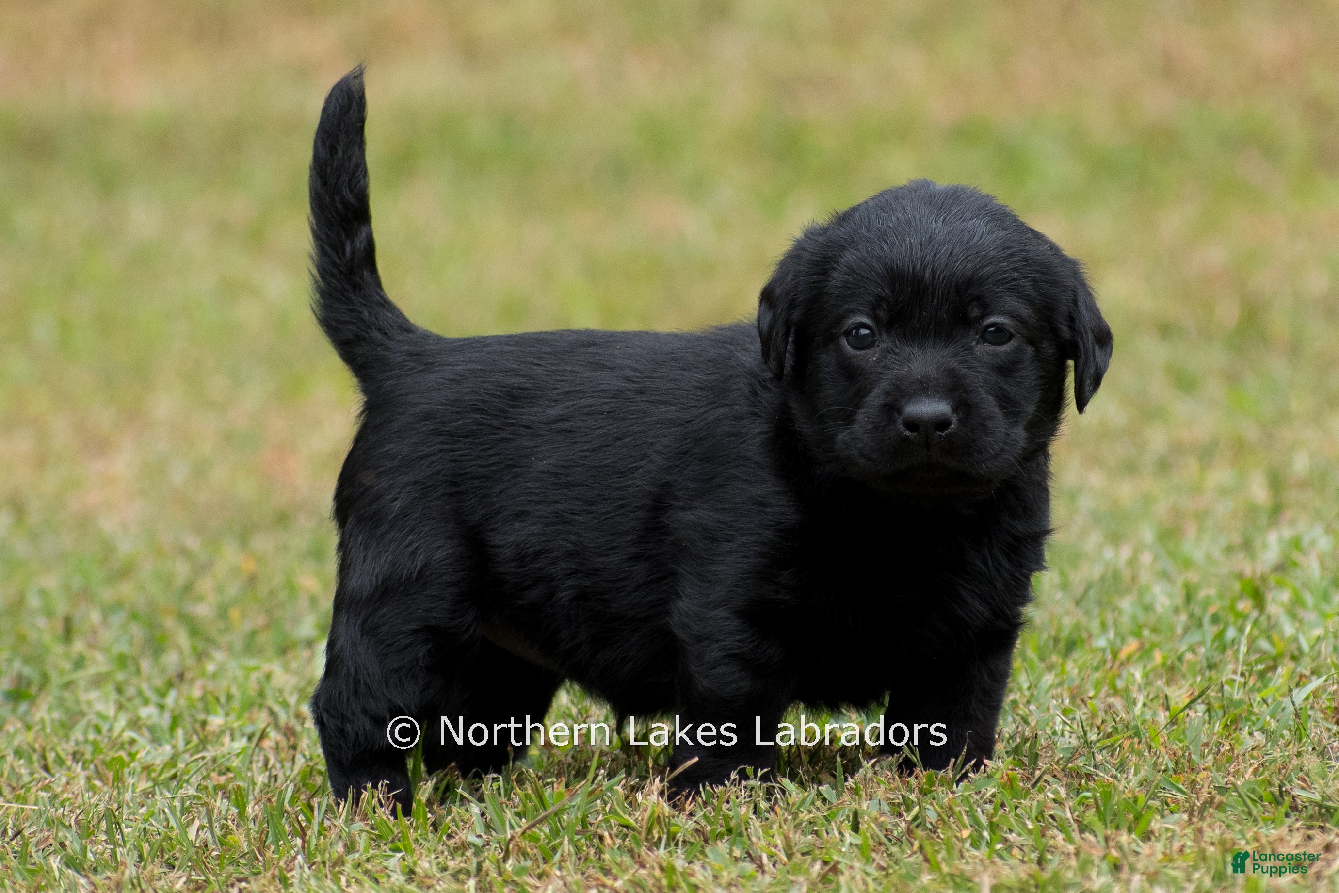Labrador Retriever dogs Nikki - Ad 20