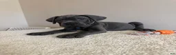Cane Corso dogs for sale: Thor  - Ad 4