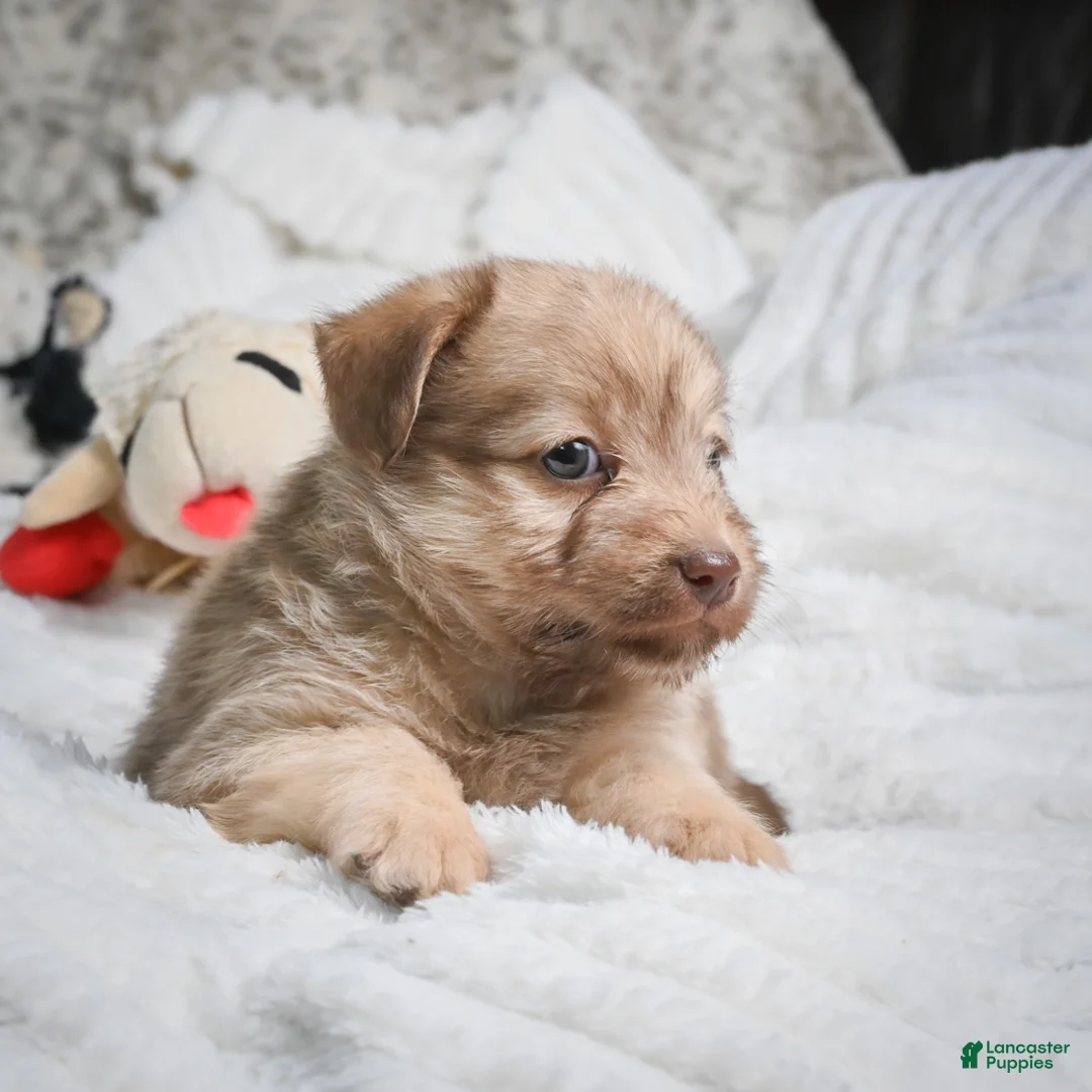 Mixed Breed dogs for sale: Patsy - Ad 2