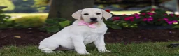 Labrador Retriever dogs for sale: Brittany - Ad 4