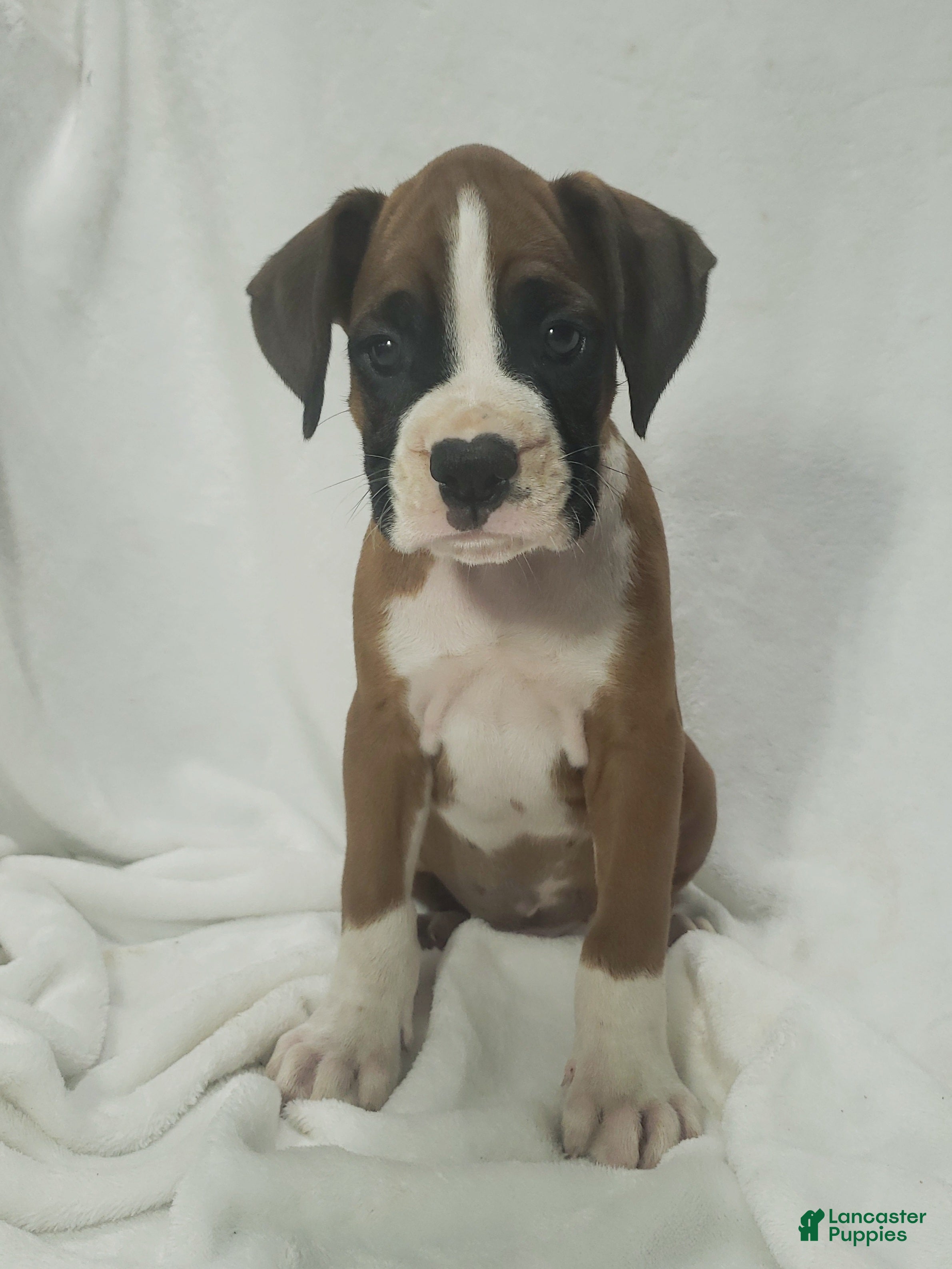 Boxer dogs Ruger - Ad 1